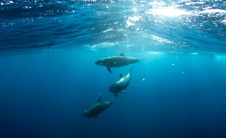 Estudo sobre comunicação animal avança e aproxima pesquisadores da decodificação de possíveis sinais extraterrestres