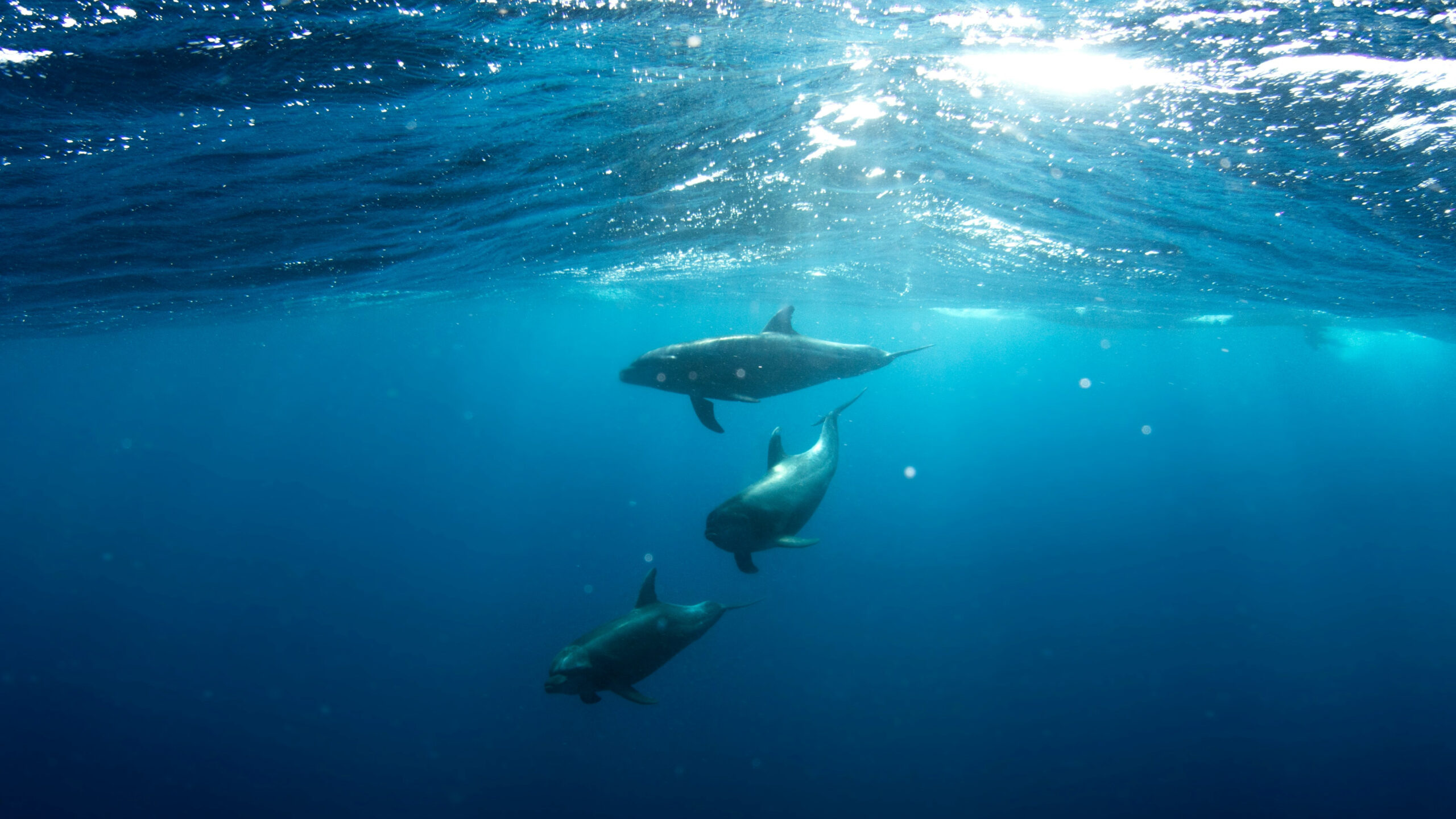 Estudo sobre comunicação animal avança e aproxima pesquisadores da decodificação de possíveis sinais extraterrestres
