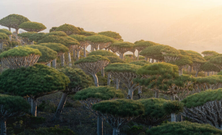 Essa ilha “extraterrestre” na Terra intriga cientistas com formas de vida que parecem vindas de outro planeta: conheça Socotra