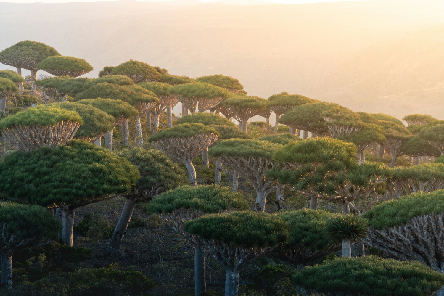Essa ilha “extraterrestre” na Terra intriga cientistas com formas de vida que parecem vindas de outro planeta: conheça Socotra